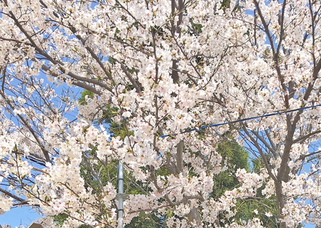 桜の写真