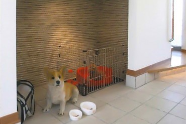 動物と暮らす家 　ペットと人が心地よく過ごせる住まいへ